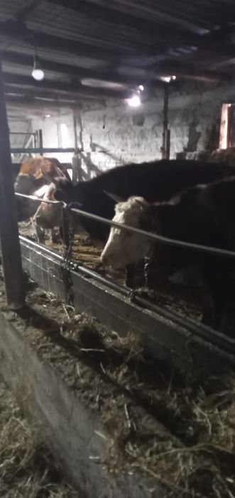 Коровы и жеребята