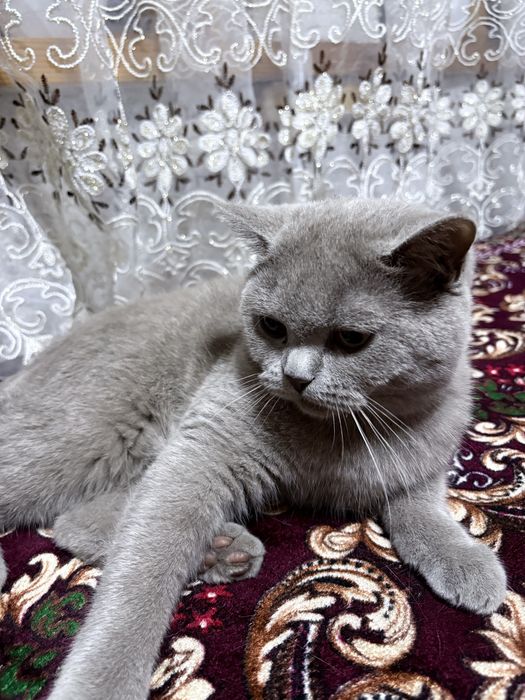 Mushuk zotdor gollandsky erkak mushuk