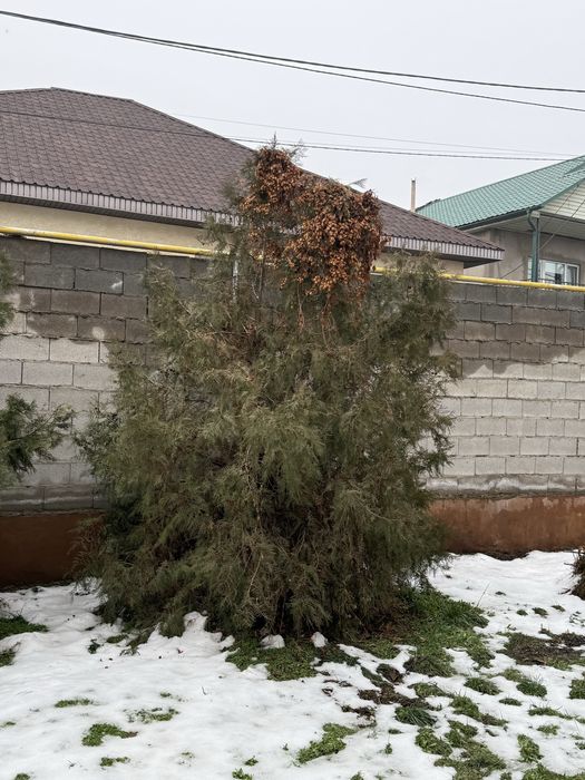 Продам красивые туи