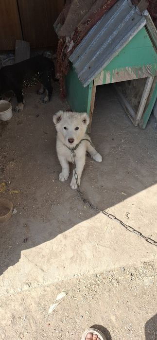 Алабай с төбет сатылад