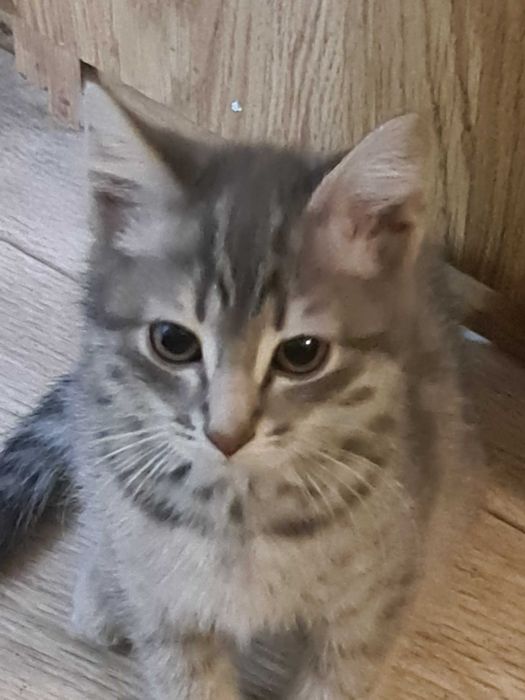 котенок в добрые руки