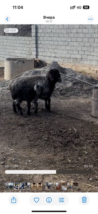 Козылы кой сатылады