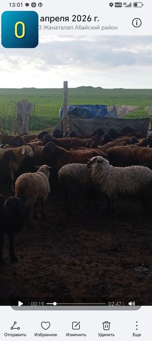 Гемпшир порода баран овцы