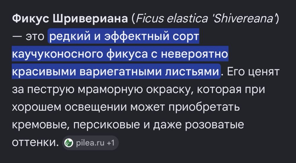 Фикус шривериана