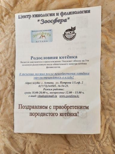 Бесплатно породистый кот