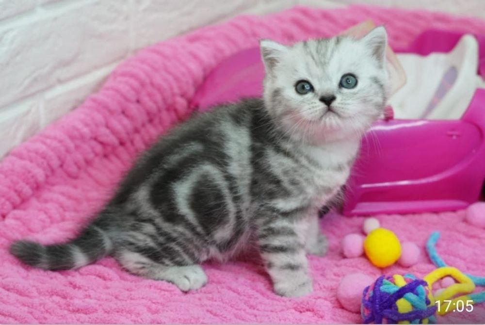 Шотландские Котята.