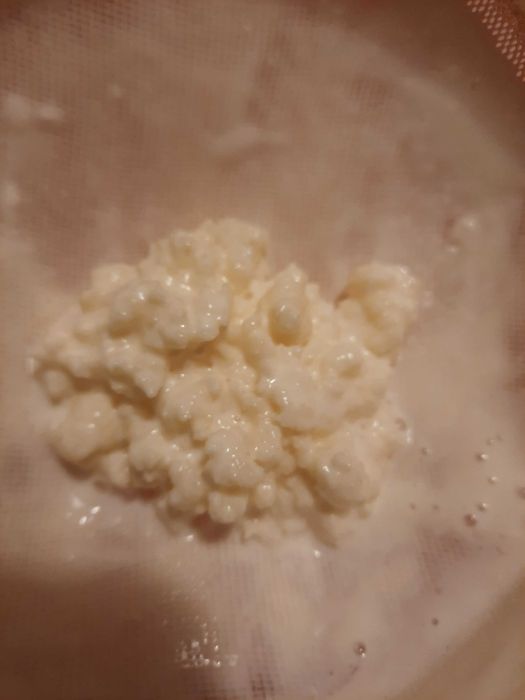 Kefir de lapte chefir ciuperca tibetana si kefir de apa kombucha Scoby