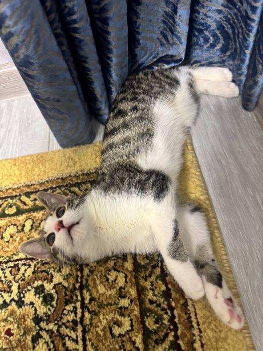 вязка кошке бесплатно