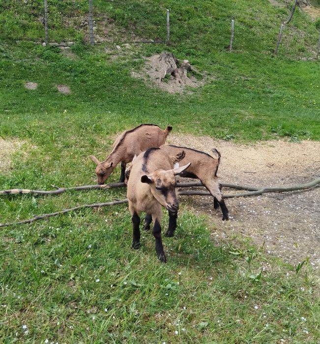 Iedițe alpine franceze