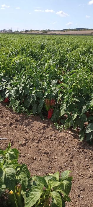 Органичен гранулиран тор с микроорганизми – за всички ваши култури