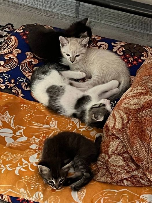 Отдадим котят в добрые руки