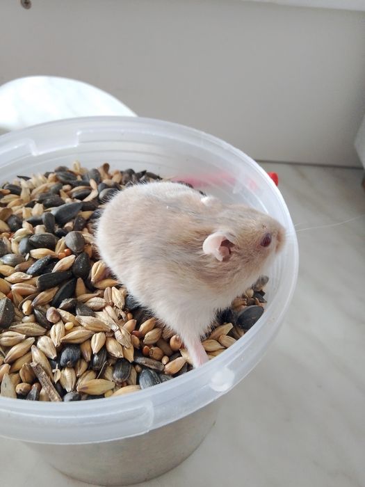 Продам хомяков булаево