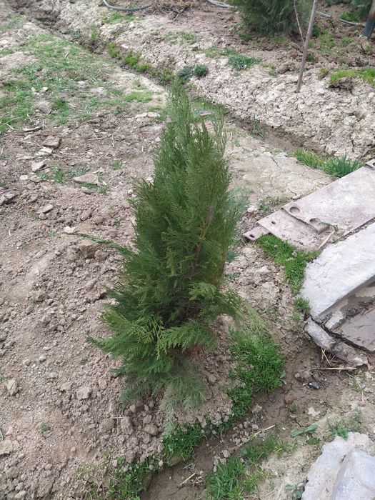 Archa, past boʻyli kichik hajmli gʻarb tuyasi