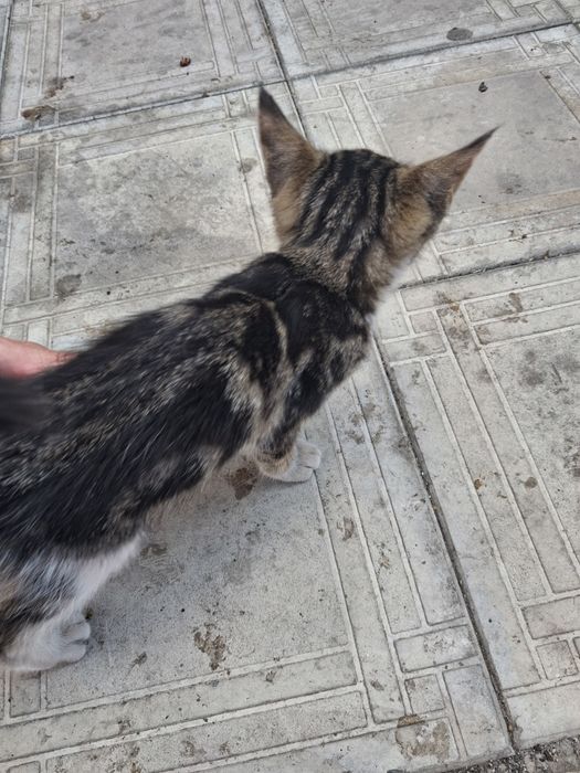 Отдам даром котика помесь с бенгалом