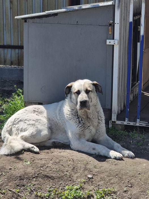 Отдам в хорошие руки