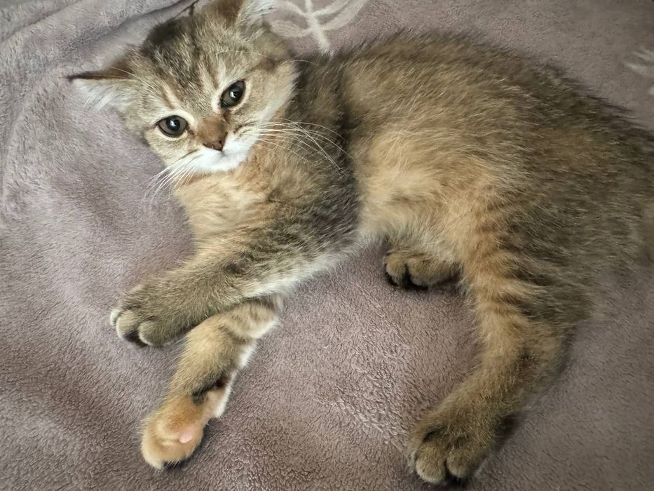 Кошка шиншилла породистый знает латок