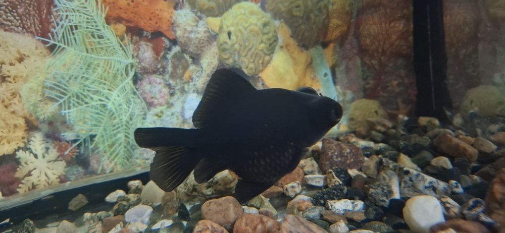 Аквариум ва Балаклари сотилади