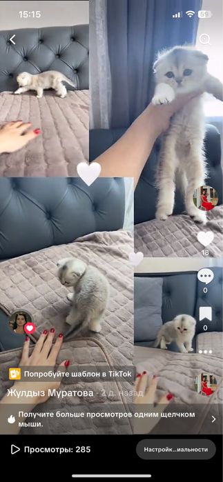 Шикарная девочка окраса шиншилла