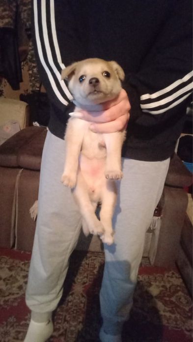 отдаю щенка в хорошие руки