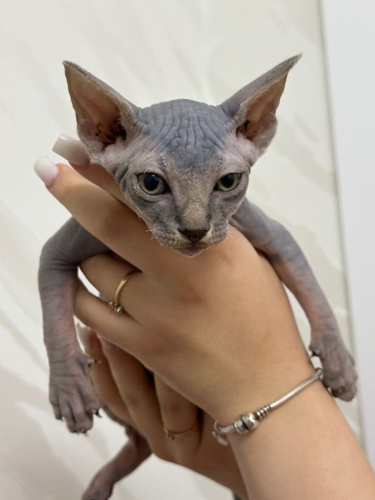 Чистокровная девочка сфинкс 2 месяца