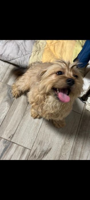 Yorkshire Terrier- 14 luni