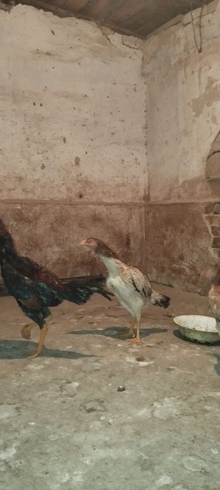 Дакан хўроз ва Товуқ  сотилади