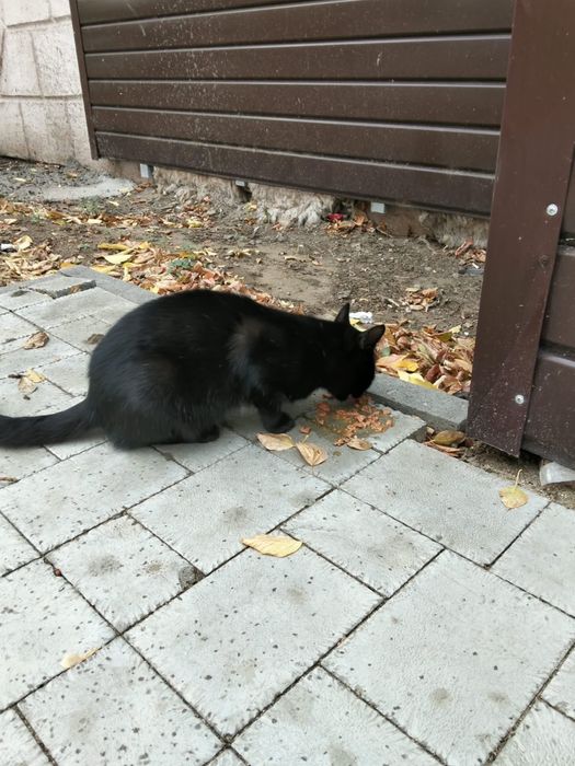КОТЕНОК ищет дом
