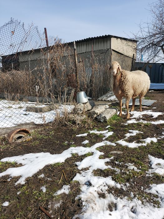 Кочкор два года пять месяц