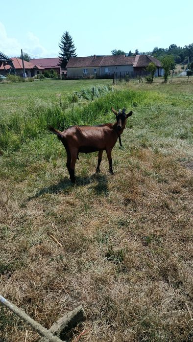 Vamd doua capre alpine franceze originale
