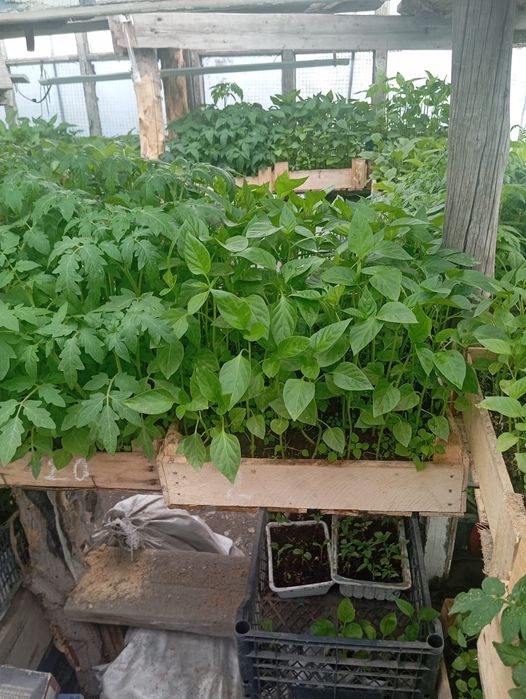 Продам рассаду, закалённая