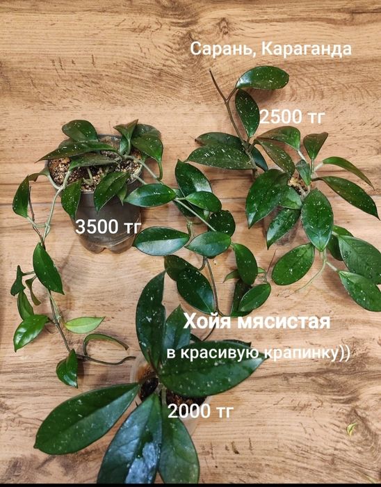 Суккуленты, кактусы,алоэ