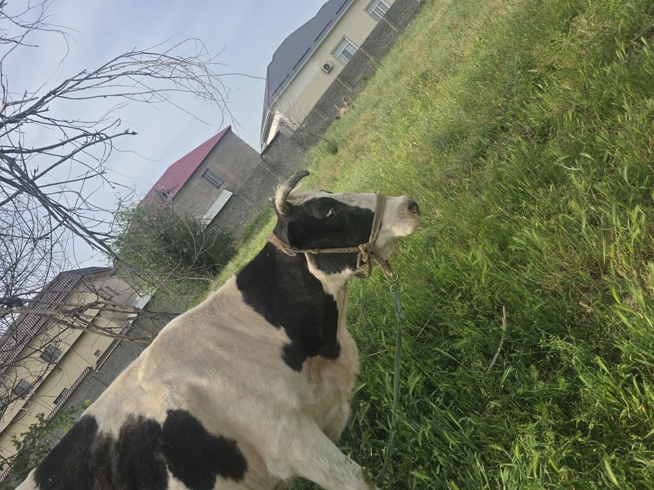 Коровы дойные, домашные. 3 бас сиыр бар