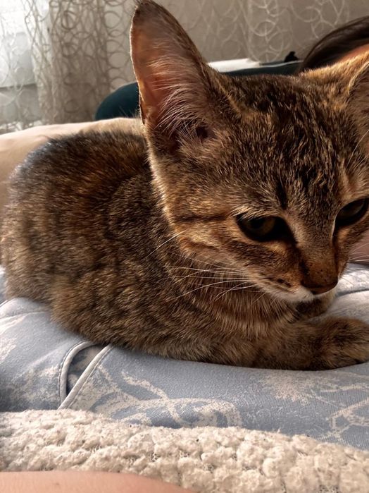 Отдам котенка 2 месяца