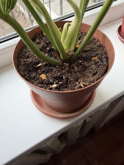 Аглонема Биркин