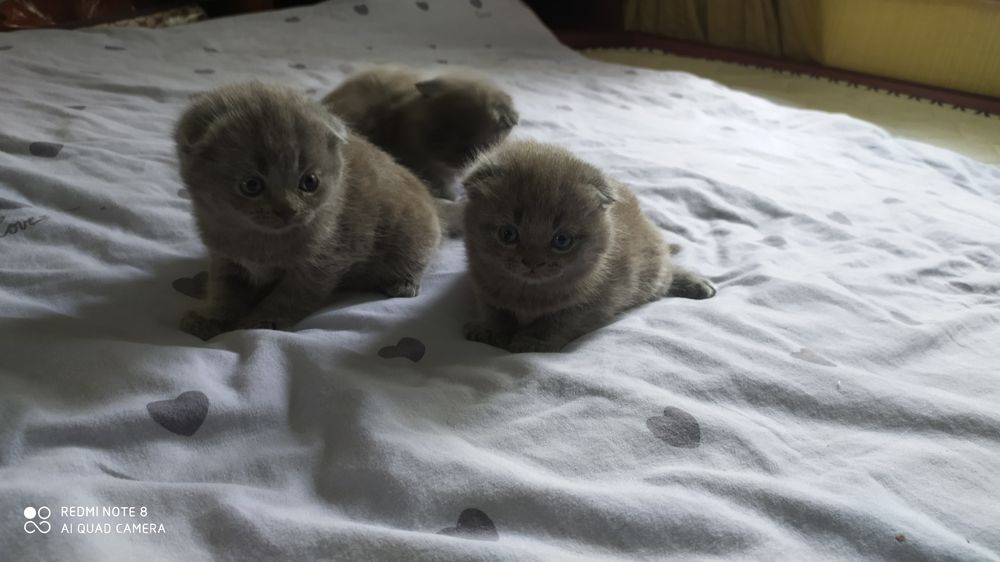 Шотландские Вислоухие котята Фолд