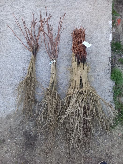 Butași viță de vie