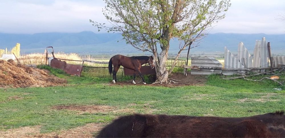 Кунан шыкпа сатылады