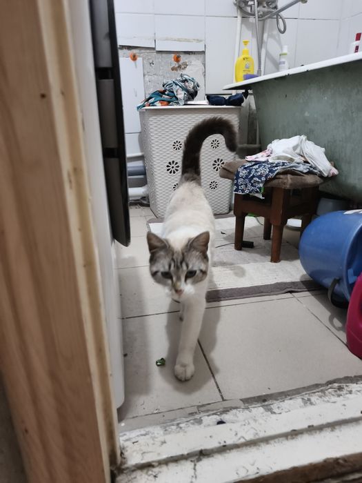 ОТДАМ кота в хорошие руки