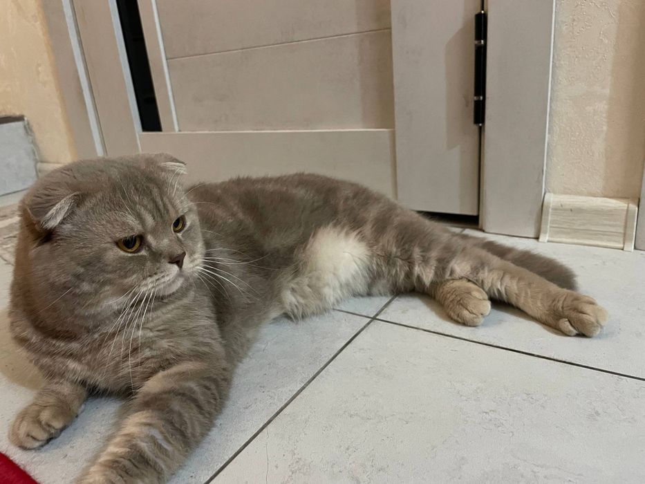 Scottish fold va scottish straight