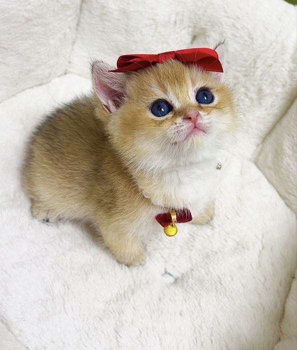 Золотая шиншилла ва поинт