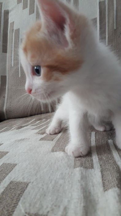 Дарю мальчика котёнка