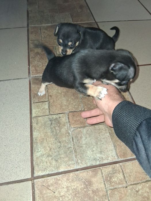 Продавам 2 бр женски чихупинчери(мини)