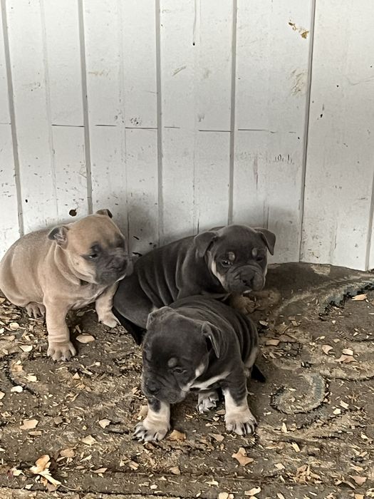 Щенки американский булли