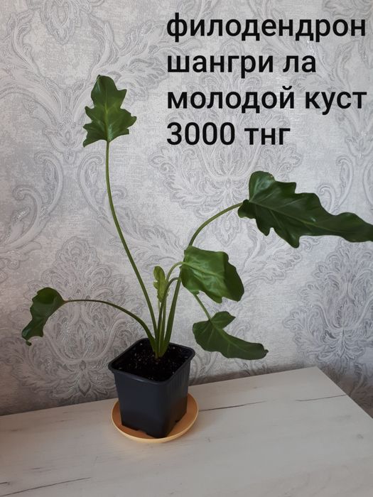 Комнатные цветы разные