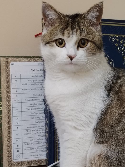 Анта уғил бола 6 ойли 350 минг сум