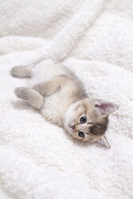 Продаются котята чистокровные золототые шиншиллы