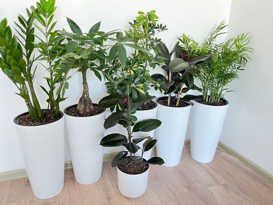 Комнатные цветы для офисов ресторанов и для дома