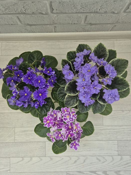 Продам фиалки к 8 марта