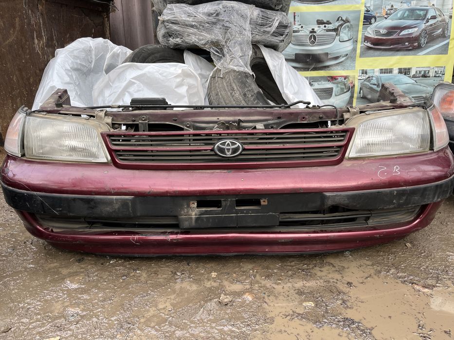 Карина Е привозной ноускат