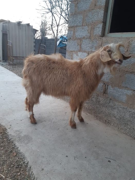 Ассалаумағалайкум теке көкпарға сатылады